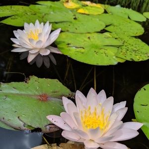 Meet your Posher, Dani